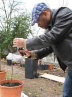 Mahmud grafting at Edible Landscapes